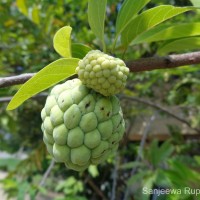 Annona squamosa L.